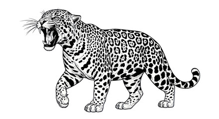 Fototapeta premium Roaring jaguar walking side view in black and white line art