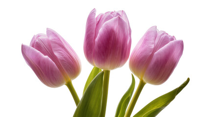 Obraz premium Isolated three fresh pink tulip flowers with green stems and delicate petals ready for spring
