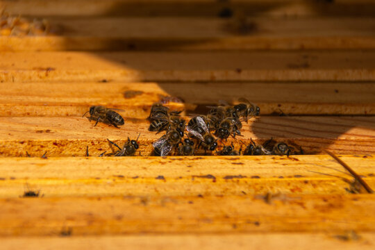 Close-up of bees between honeycomb frames inside beehive