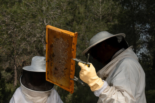 Beekeepers examining honey frame using hive tool in apiary