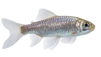 Isolated freshwater fish with shimmering scales, side view, natural and detailed studio shot © Aoife