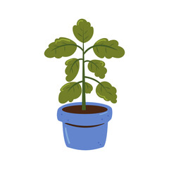 Obraz premium Potted Basil Plant for Indoor Herb Gardening and Home Cultivation
