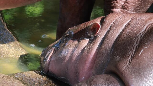 Footage of a cute Pygmy Hippo calf napping happily in the sunlight with Hipposudoric Acid secreted from her skin acts as natural sunscreen and antiseptic