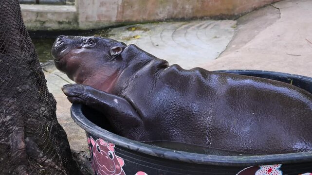 Footage of an adorable Pygmy Hippo calf enjoy taking  a bath in her bath tub