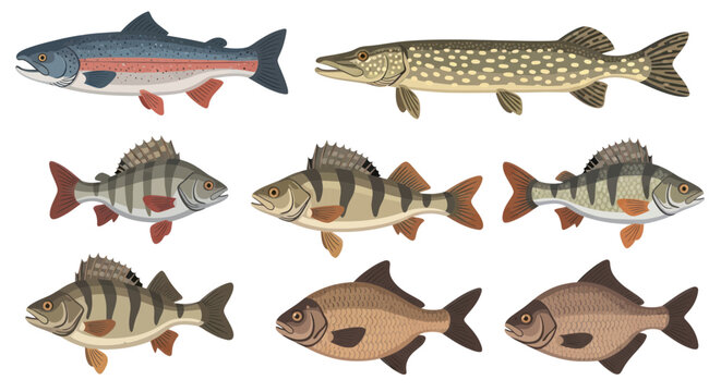 Freshwater fish collection with trout pike perch and bream