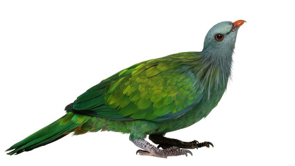 Fototapeta premium Isolated vibrant green tropical bird standing in profile, an exotic and colorful pigeon