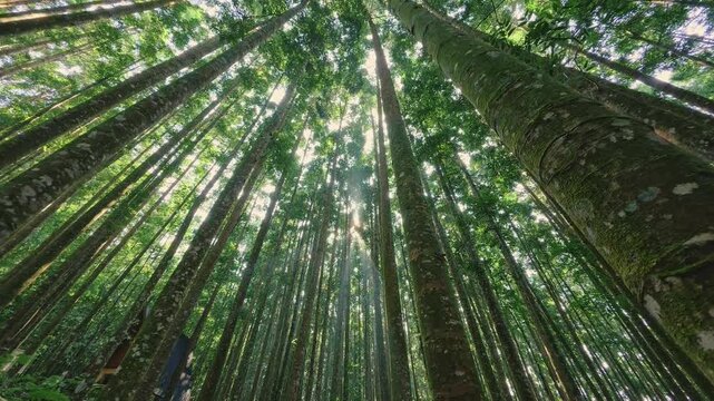 Tall green forest trees viewed from below, symbolizing sustainability, ecology, clean air, and nature conservation.