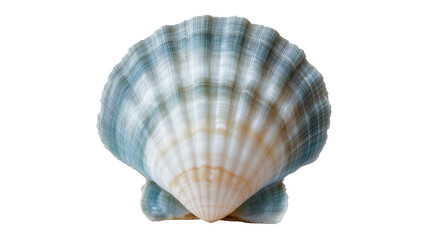 Isolated ribbed scallop shell with striking blue green and beige natural patterns and texture © Aoife