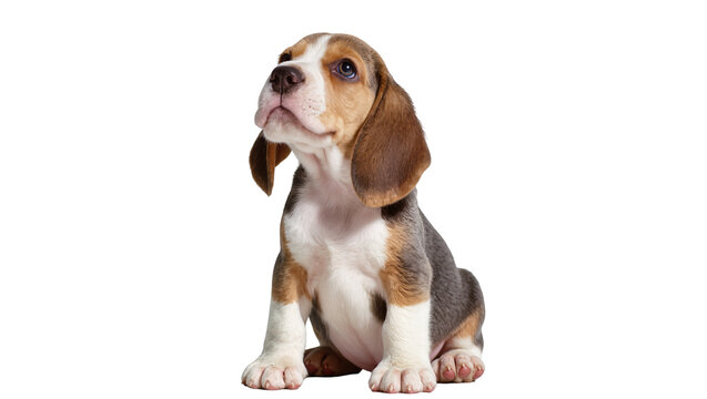 Isolated charming beagle puppy with tricolor fur sitting patiently, looking up innocently