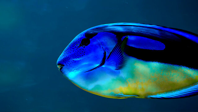 A close-up profile view of a vibrant blue tang fish swimming in deep water.