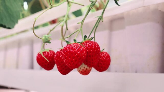 Cluster of red and semi-ripe strawberries swaying gently in a climate-controlled farm
