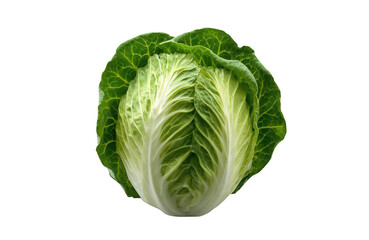 Fototapeta premium Fresh green cabbage head, healthy raw vegetable for cooking and diet, organic food product with transparent background