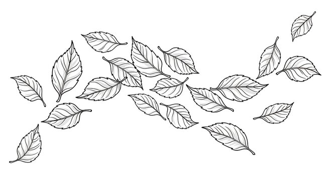 Leaves on a branch illustration.