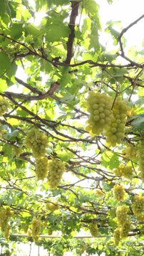 Heavy bunch of ripe green grapes on vinetree branch, delicious sweet seasonal fruit