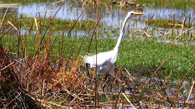great white egret, Casmerodius albus, in swamp lurking for prey 643
