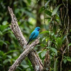 Fototapeta premium Vibrant Blue Bird Perched on a Gnarled Tree Branch in a Lush Forest.