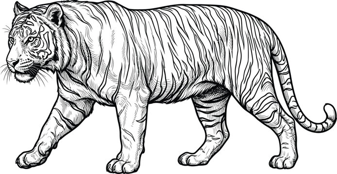 vector illustration of a zebra