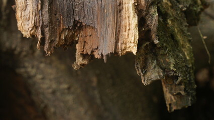 Decaying Rotten Wood Texture with Broken and Jagged Tree Trunk Edges © tarasari