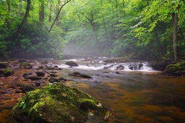 Scenery at Dennis Cove Campground in the Cherokee National Forest Tennessee near the Appalachian Trail © David