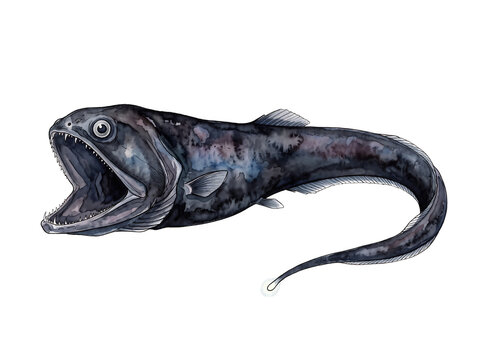 Deep sea dragonfish illustration - Transparent Background