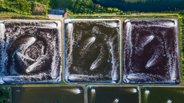 Aerial view of shrimp farming ponds at Pantai Pasir with water aerators creating circular patterns in the dark water, Kecamatan Ayah, Jawa Tengah, Indonesia.