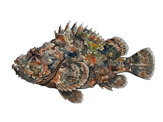 Obraz premium Scorpionfish Watercolor Illustration - Transparent Background
