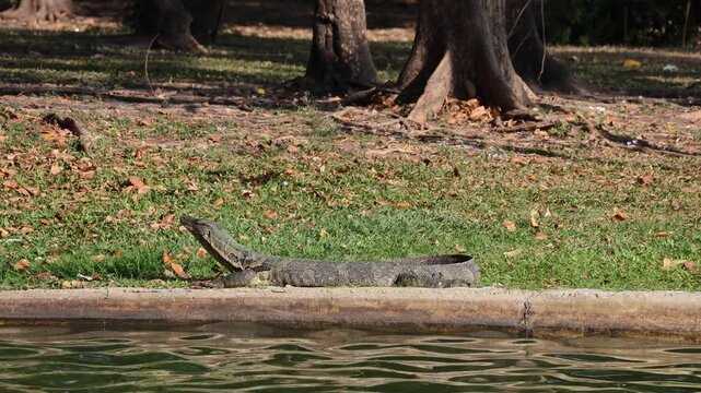 Asian water monitor lizard sunbathing by the lake with runners blurring in the background