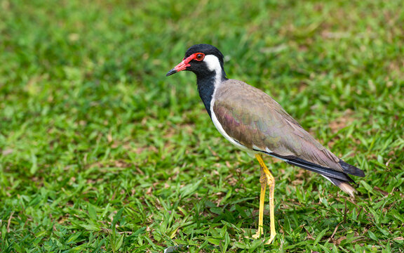 Rotlappenkiebitz (Red-wattled Lapwing, Vanellus indicus lankae)