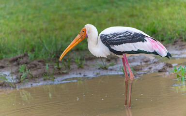 Fototapeta premium Buntstorch (Mycteria leucocephala) im yala Nationalpark Sri Lanka