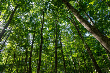 Fototapeta premium Bijin-bayashi (Beautiful Beech Forest)