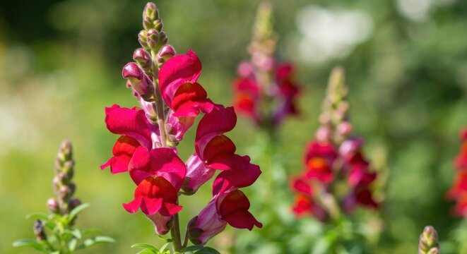 Close-up of vibrant red snapdragons in a sunny garden