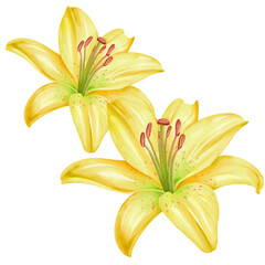 Obraz premium Watercolor Illustration of Yellow Lily Flowers