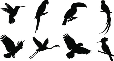 Exotic Bird Silhouette Collection Featuring Tropical Flying and Perched Wildlife Isolated on White Background © bri