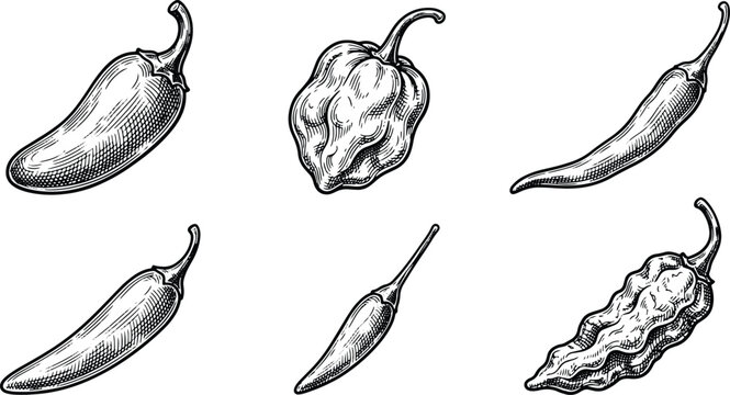 Vintage engraved illustration collection of chili peppers featuring jalapeno habanero cayenne and ghost varieties