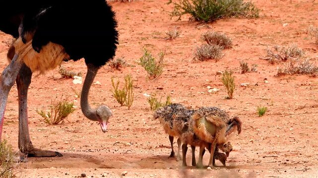 ostrich chicks pecking for food watched by ostrich male 021