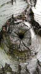 Fototapeta premium Weathered tree bark with natural knot hole close up texture background photo