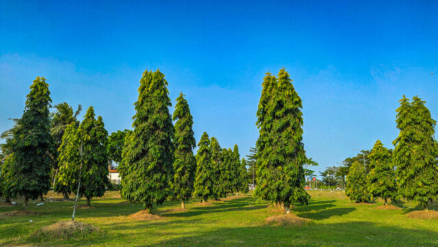 trees in the park