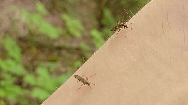 Aedes mosquito trying to suck blood. malareia fever. chikungunya fever. mosquito, insects, mosquitos, insect, summer, heat, nature