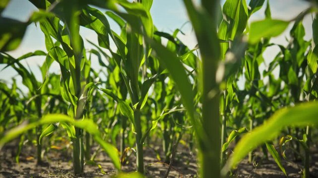 A corn stalk sways gently in a lush cornfield under clear summer sunlight, displaying active crop growth and agricultural landscape, highlighting rows of crops typical of a farmer's field