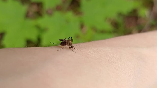 Aedes mosquito trying to suck blood. malareia fever. chikungunya fever. mosquito, insects, mosquitos, insect, summer, heat, nature