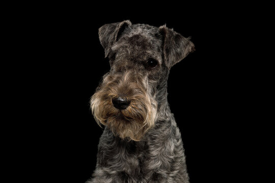 Lakeland Terrier dog with friendly expression, looking at camera, studio portrait on black background