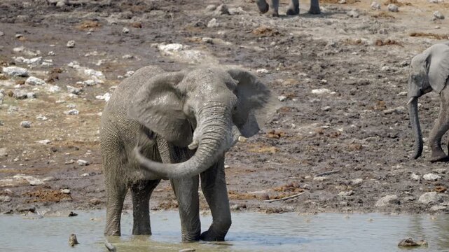 An African elephant splashes and bathes at a waterhole in Etosha National Park, Namibia.