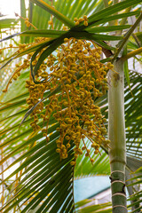 Fototapeta premium Palm Tree with Yellow Fruit Cluster and Green Fronds