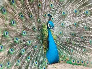 Fototapeta premium Beautiful male peacock spreading its colorful feathers and train in full display