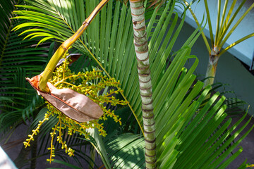 Palm Inflorescence Emerging from Sheath © SULTAN