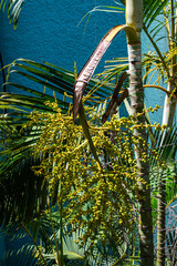 Palm Fruits Hanging in Tropical Vitality © SULTAN