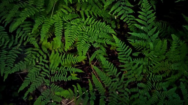 Close view of bright green fern unfurling in forest, its leaf texture highlighted against natural green backdrop. The scene showcases nature's vibrancy, ideal for creative environmental storytelling
