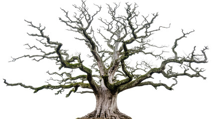 Fototapeta premium Isolated old twisted gnarly tree with bare branches, an ancient and powerful natural form