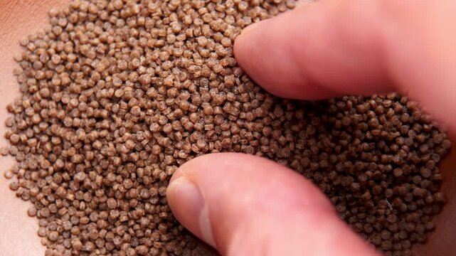 Male fingers picking up a pinch of uncooked organic buckwheat couscous grains. Concept of gluten-free lifestyle