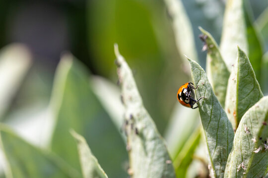 Ladybug climbing green leaf, predating aphids